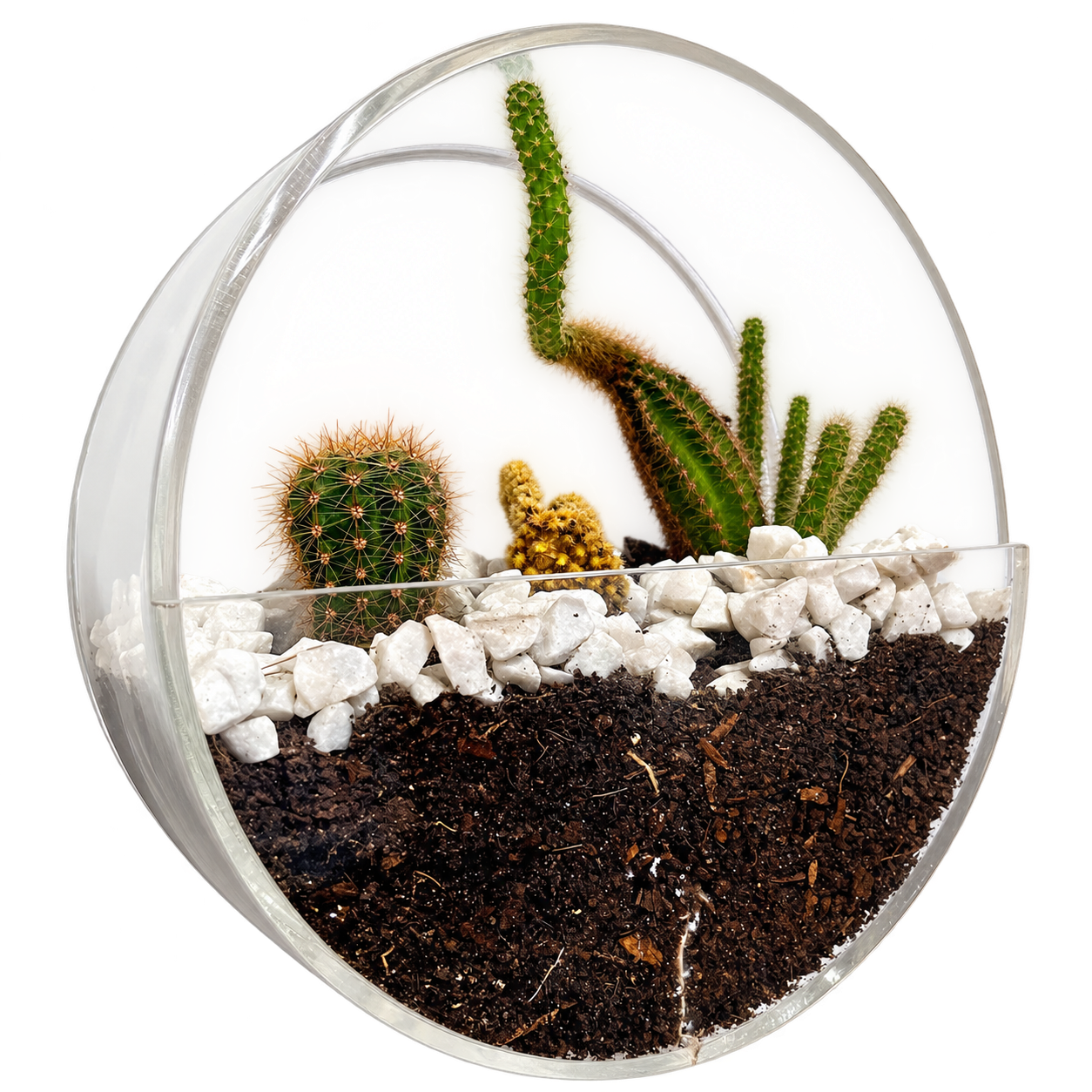 Nicho circular de acrílico com cactos